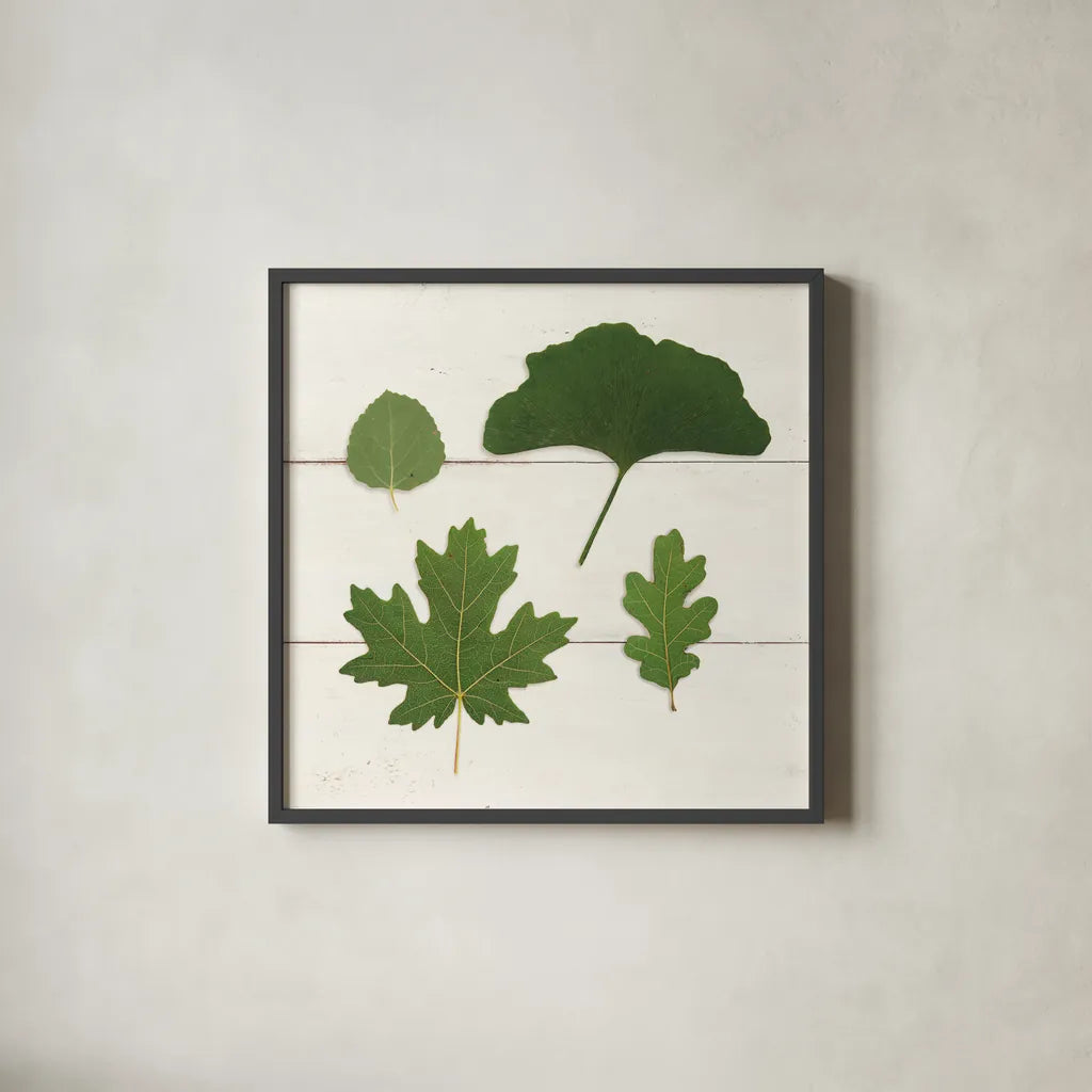 Leaf Chart V Shiplap by Wild Apple Portfolio. Shown in a sleek black glass frame for a contemporary gallery look. Available as an archival giclee rolled canvas, fine art paper, or poster print. SKU 46608a.