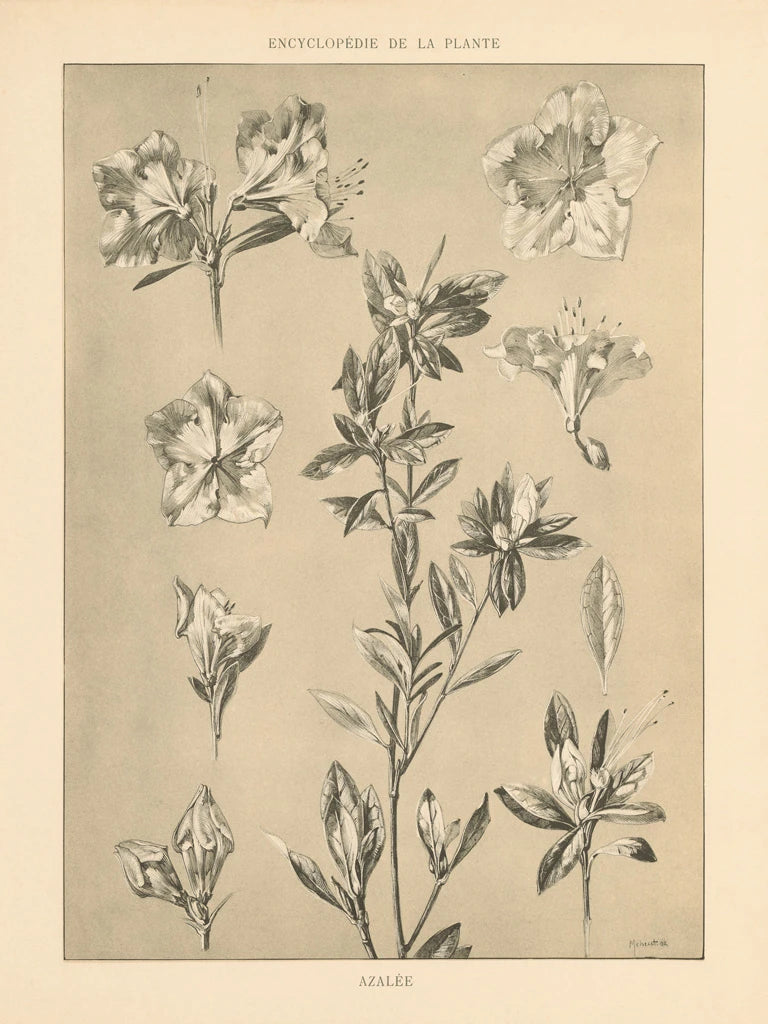 Lithograph Florals I by Wild Apple Portfolio