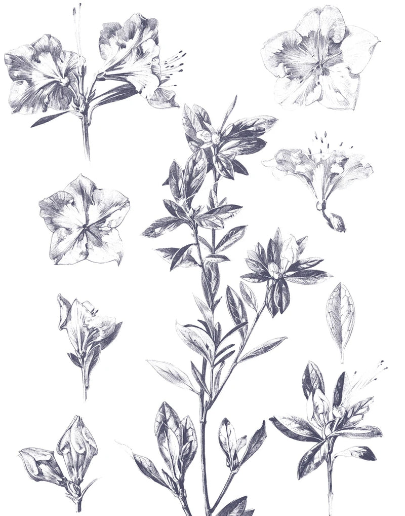 Lithograph Florals I Blue by Wild Apple Portfolio