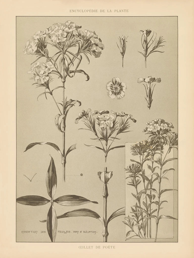 Lithograph Florals III by Wild Apple Portfolio