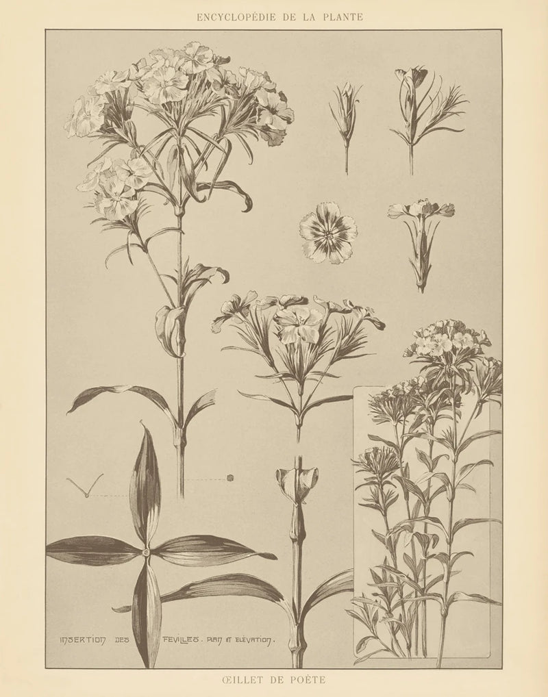 Lithograph Florals III Crop by Wild Apple Portfolio