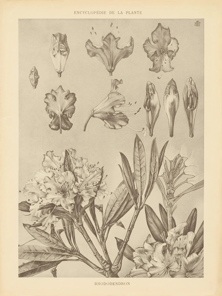 Lithograph Florals IV by Wild Apple Portfolio