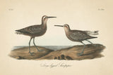 Long Legged Sandpiper by Wild Apple Portfolio. SKU 89856i. Archival Giclee Fine art print for wall decor.
