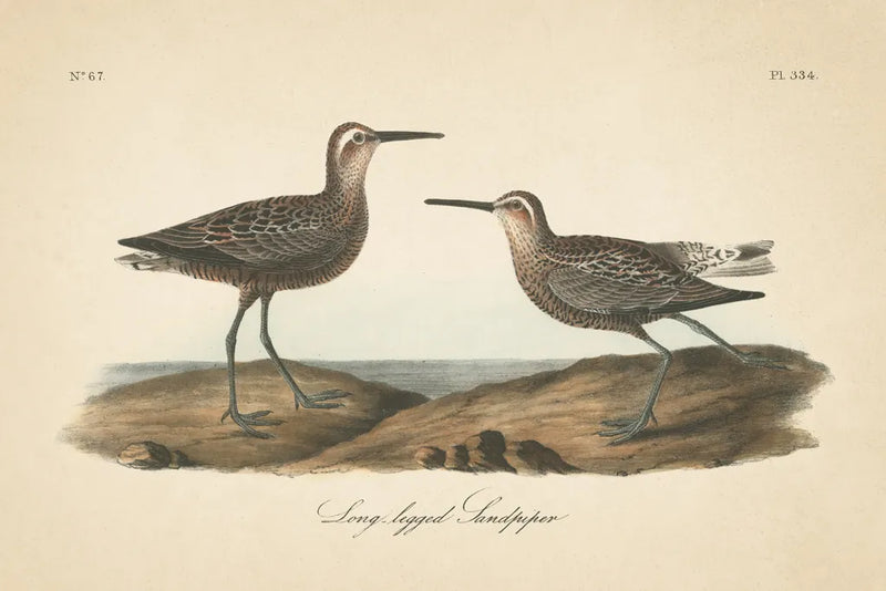 Long Legged Sandpiper by Wild Apple Portfolio. SKU 89856i. Archival Giclee Fine art print for wall decor.