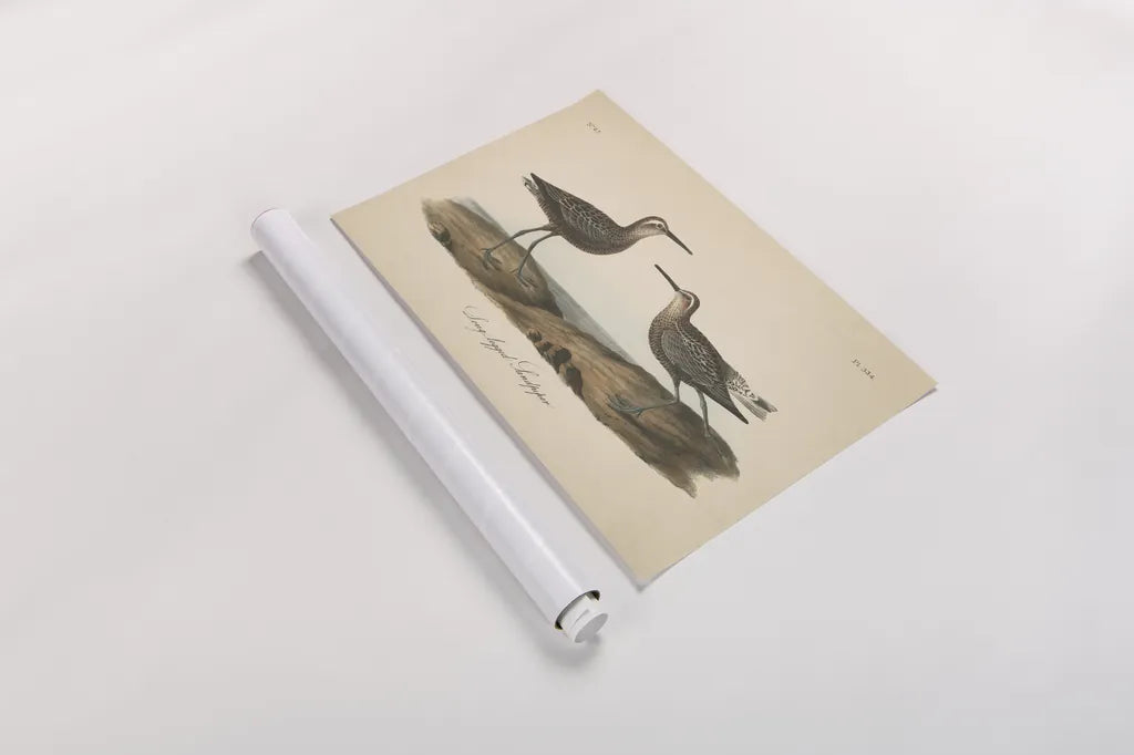 Long Legged Sandpiper by Wild Apple Portfolio. shown as a rolled paper print. Available as archival giclee rolled canvas, fine art paper, or poster print. SKU 89856i.
