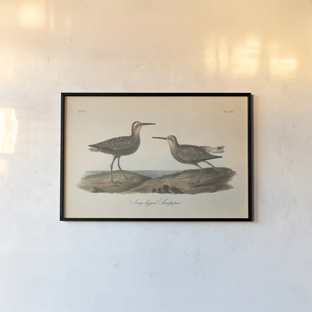 Long Legged Sandpiper by Wild Apple Portfolio. shown as a paper print in a black flame. Available as a archival giclee rolled canvas, fine art paper, or poster print. SKU 89856i.
