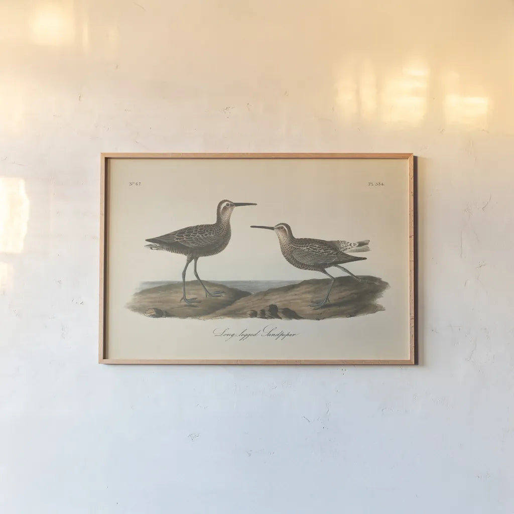 Long Legged Sandpiper by Wild Apple Portfolio. shown as a paper print in a natural frame. Available as a archival giclee rolled canvas, fine art paper, or poster print. SKU 89856i.