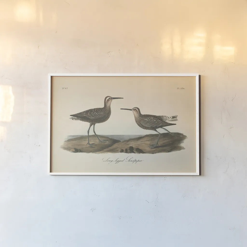 Long Legged Sandpiper by Wild Apple Portfolio. shown as a paper print in a white frame. Available as a archival giclee rolled canvas, fine art paper, or poster print. SKU 89856i.