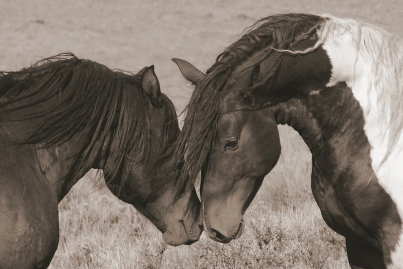 Love on the Plains by Wild Apple Portfolio