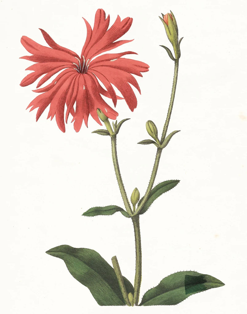 Lychnis Botanical by Wild Apple Portfolio