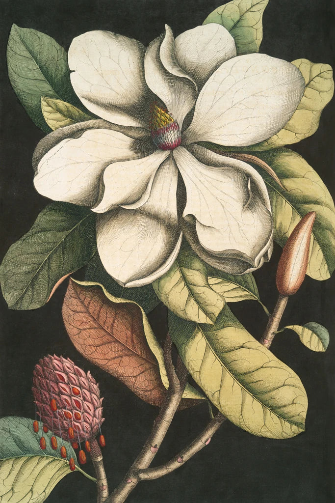 Magnificent Magnolia by Wild Apple Portfolio