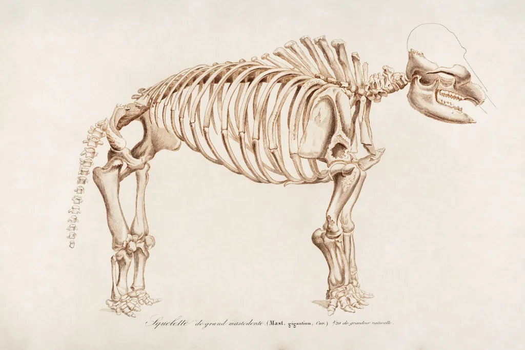 Mammoth Illustrated by Wild Apple Portfolio. SKU 90317i. Archival Giclee Fine art print for wall decor.