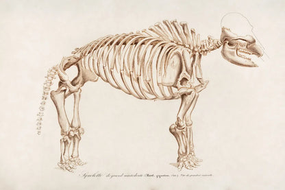 Mammoth Illustrated by Wild Apple Portfolio. SKU 90317i. Archival Giclee Fine art print for wall decor.