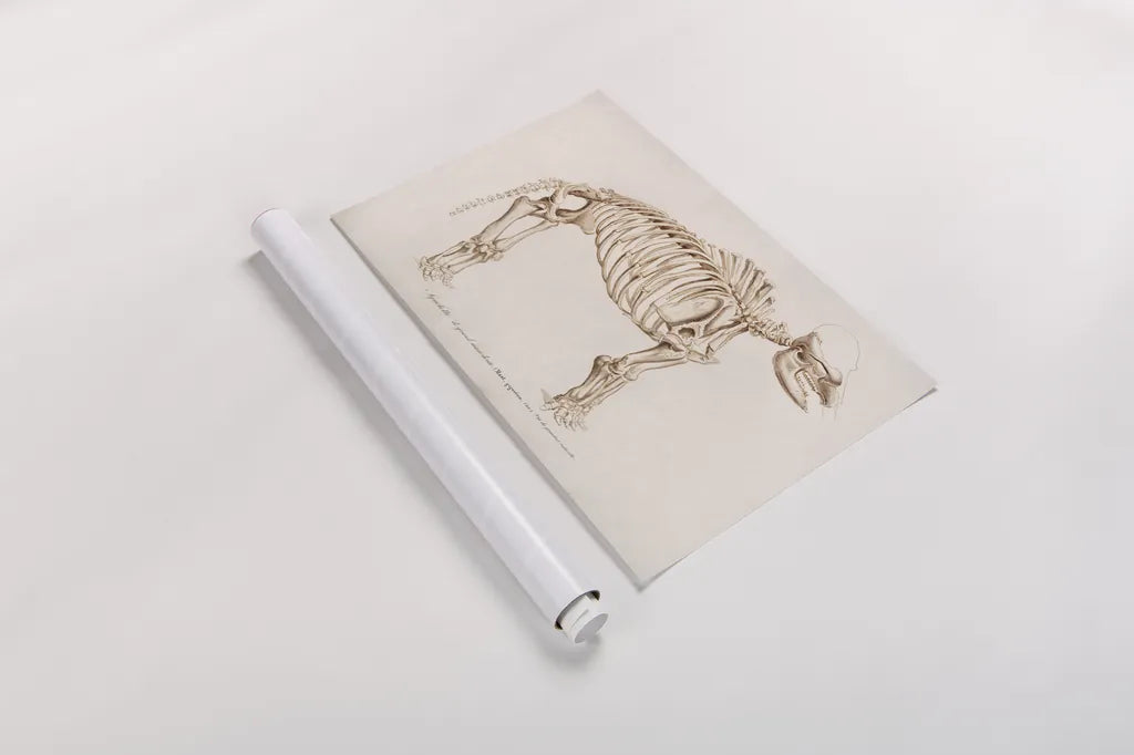 Mammoth Illustrated by Wild Apple Portfolio. shown as a rolled paper print. Available as archival giclee rolled canvas, fine art paper, or poster print. SKU 90317i.