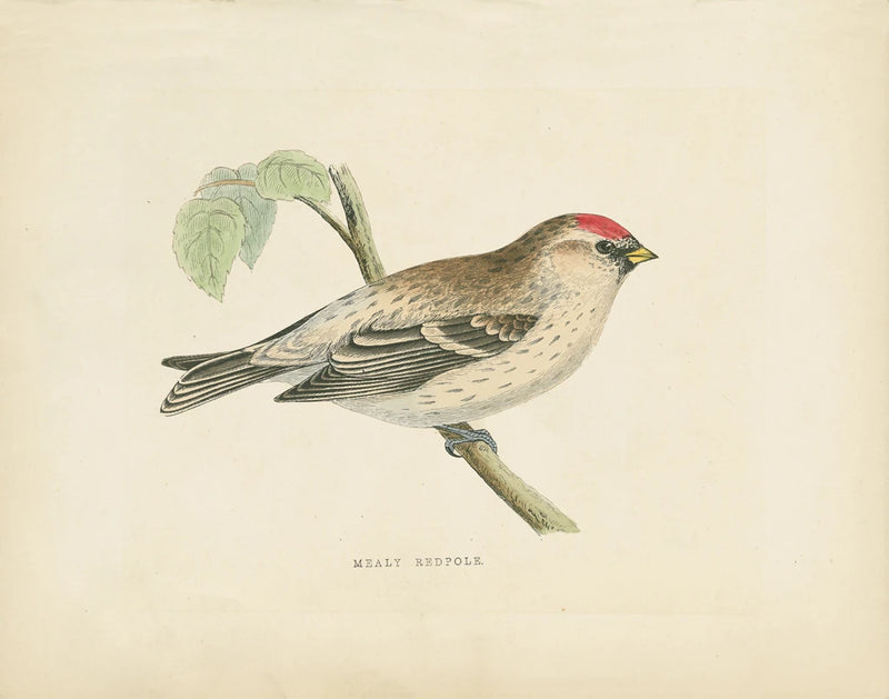Mealy Redpole Print by Wild Apple Portfolio