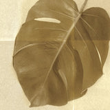 Monstera Leaf I by Wild Apple Portfolio. SKU 37205a. Archival Giclee Fine art print for wall decor.