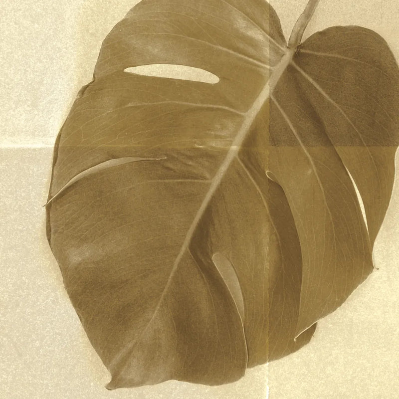Monstera Leaf I by Wild Apple Portfolio. SKU 37205a. Archival Giclee Fine art print for wall decor.