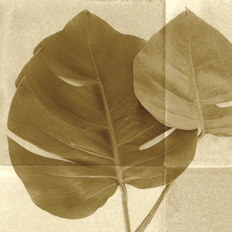 Monstera Leaf II by Wild Apple Portfolio. SKU 37204a. Archival Giclee Fine art print for wall decor.