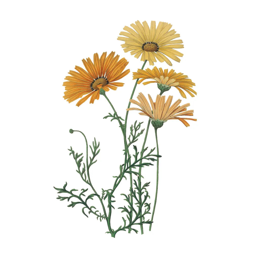 Monument Etching Tile Flowers II by Wild Apple Portfolio. SKU 53759a. Archival Giclee Fine art print for wall decor.