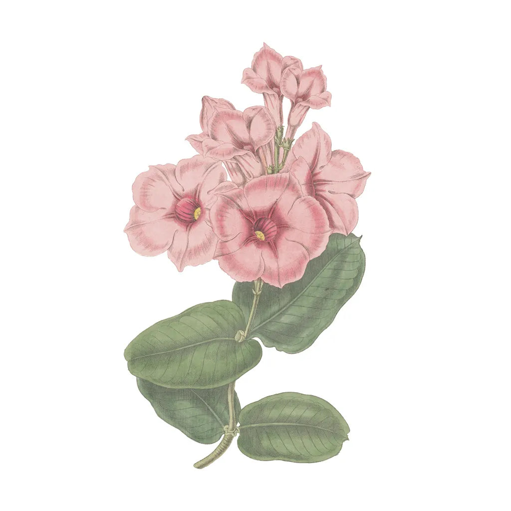 Monument Etching Tile Flowers VI by Wild Apple Portfolio. SKU 53763a. Archival Giclee Fine art print for wall decor.