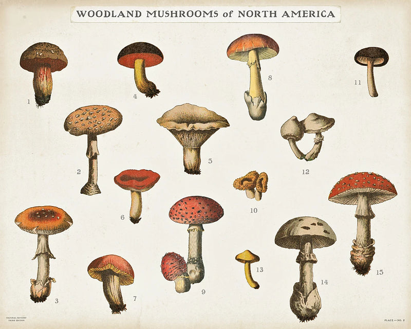 Mushroom Chart I Light by Wild Apple Portfolio
