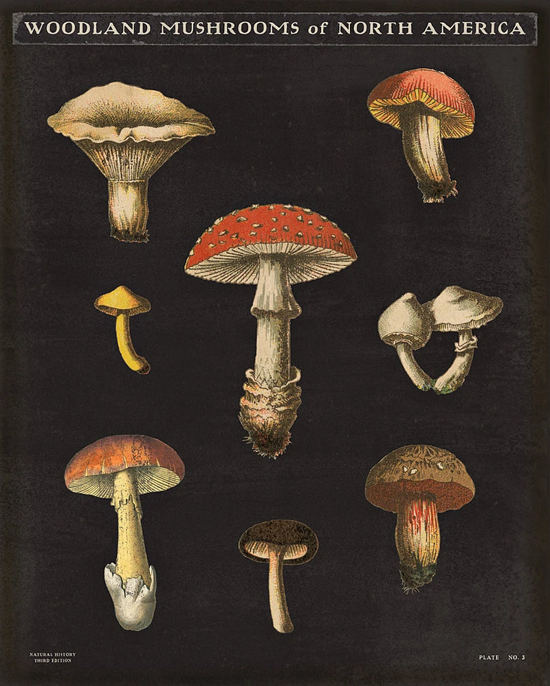 Mushroom Chart II by Wild Apple Portfolio