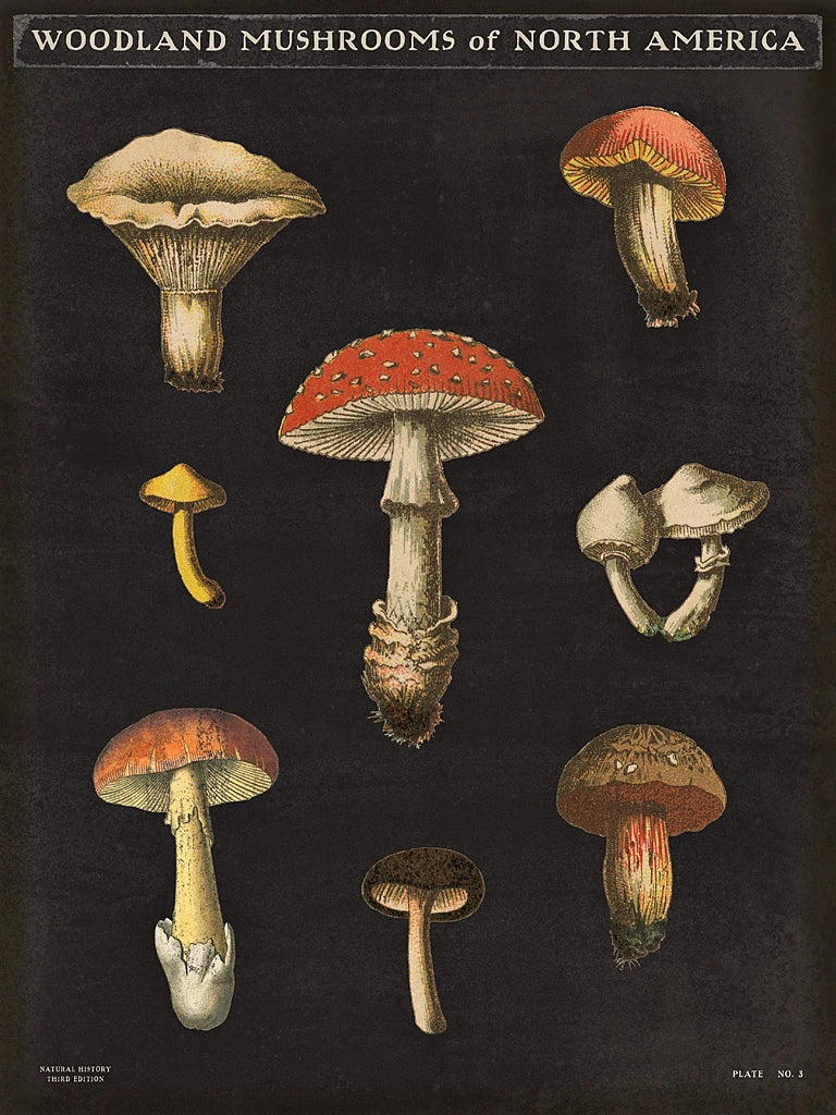 Mushroom Chart II by Wild Apple Portfolio
