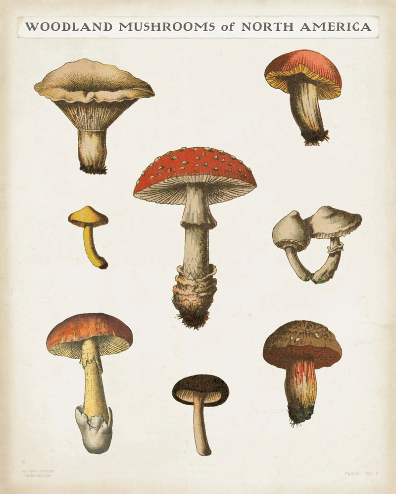 Mushroom Chart II Light by Wild Apple Portfolio