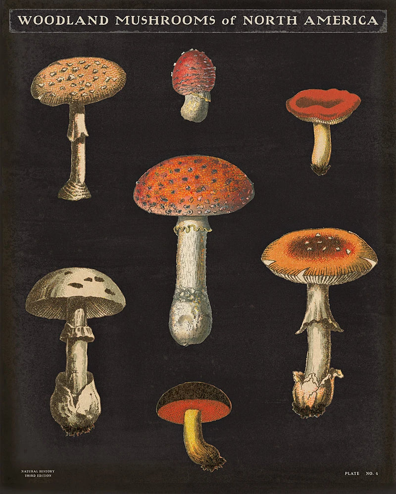 Mushroom Chart III by Wild Apple Portfolio