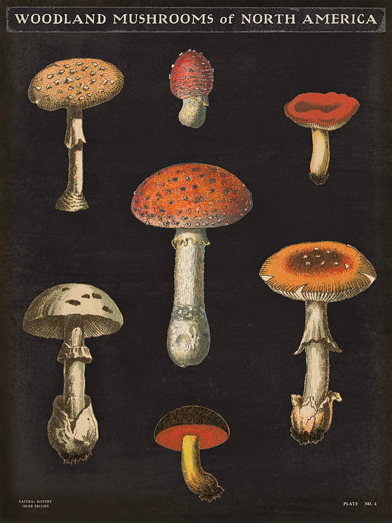 Mushroom Chart III by Wild Apple Portfolio