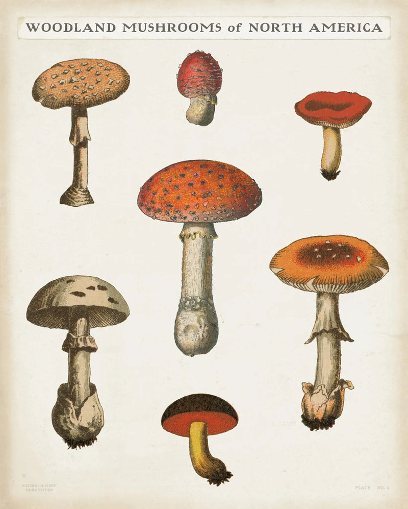 Mushroom Chart III Light by Wild Apple Portfolio
