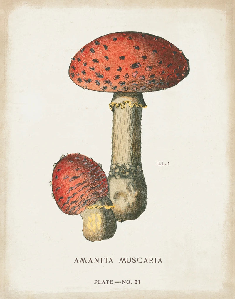 Mushroom Study I by Wild Apple Portfolio
