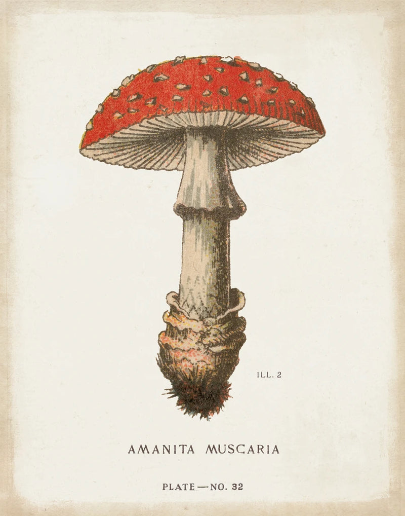 Mushroom Study II by Wild Apple Portfolio