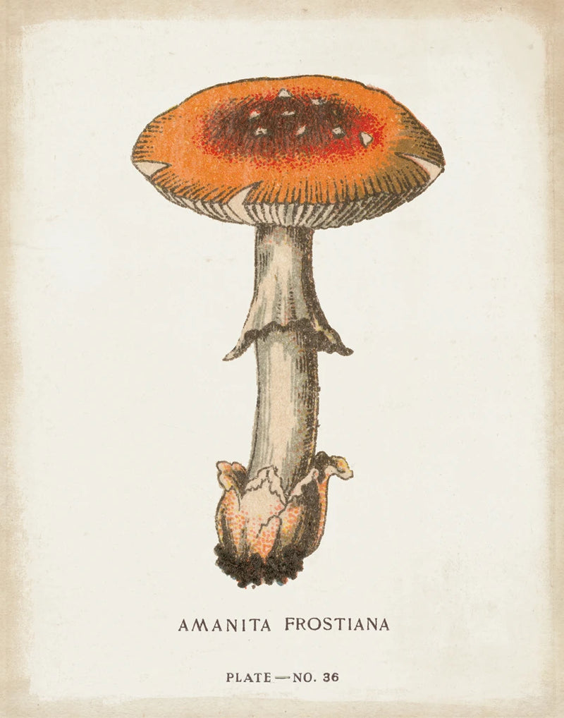 Mushroom Study III by Wild Apple Portfolio