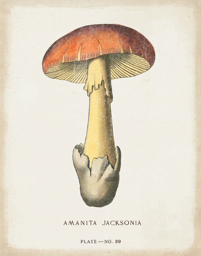 Mushroom Study IV by Wild Apple Portfolio
