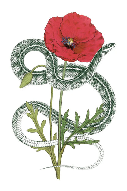 Natural Beauty I Crop by Wild Apple Portfolio. SKU 56874h. Archival Giclee Fine art print for wall decor.