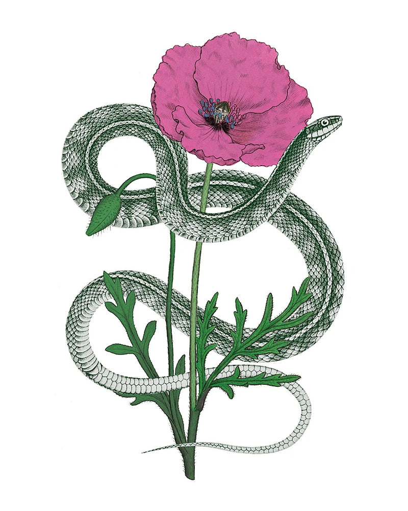 Natural Beauty I Pink Flower by Wild Apple Portfolio