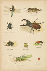Natural History Book IV by Wild Apple Portfolio. SKU 54283h. Archival Giclee Fine art print for wall decor.