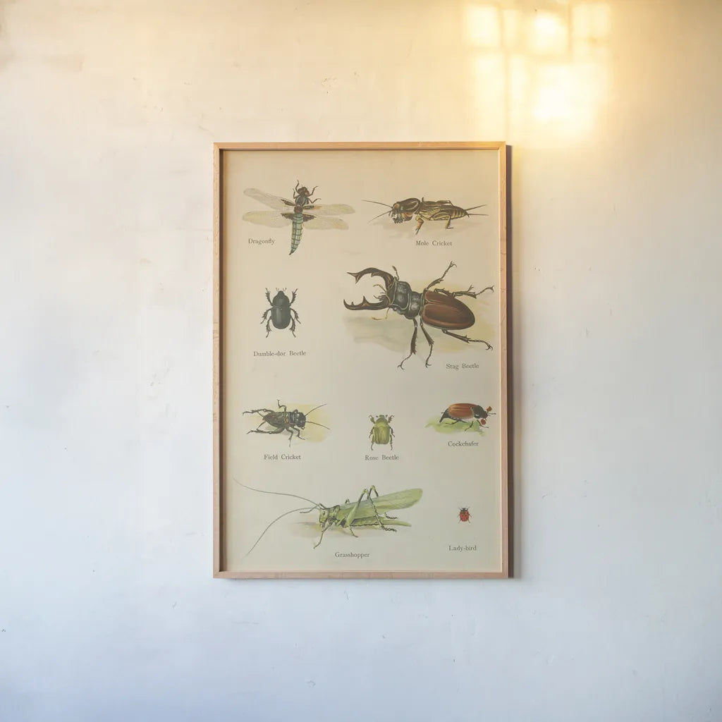Natural History Book IV by Wild Apple Portfolio. shown as a paper print in a natural frame. Available as a archival giclee rolled canvas, fine art paper, or poster print. SKU 54283h.