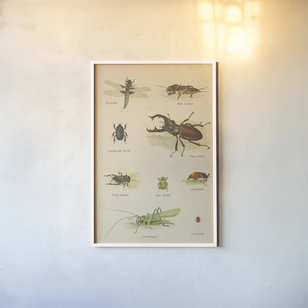 Natural History Book IV by Wild Apple Portfolio. shown as a paper print in a white frame. Available as a archival giclee rolled canvas, fine art paper, or poster print. SKU 54283h.