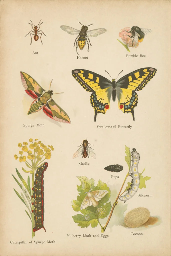 Natural History Book VI by Wild Apple Portfolio. SKU 54284h. Archival Giclee Fine art print for wall decor.