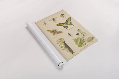 Natural History Book VI by Wild Apple Portfolio. shown as a rolled paper print. Available as archival giclee rolled canvas, fine art paper, or poster print. SKU 54284h.