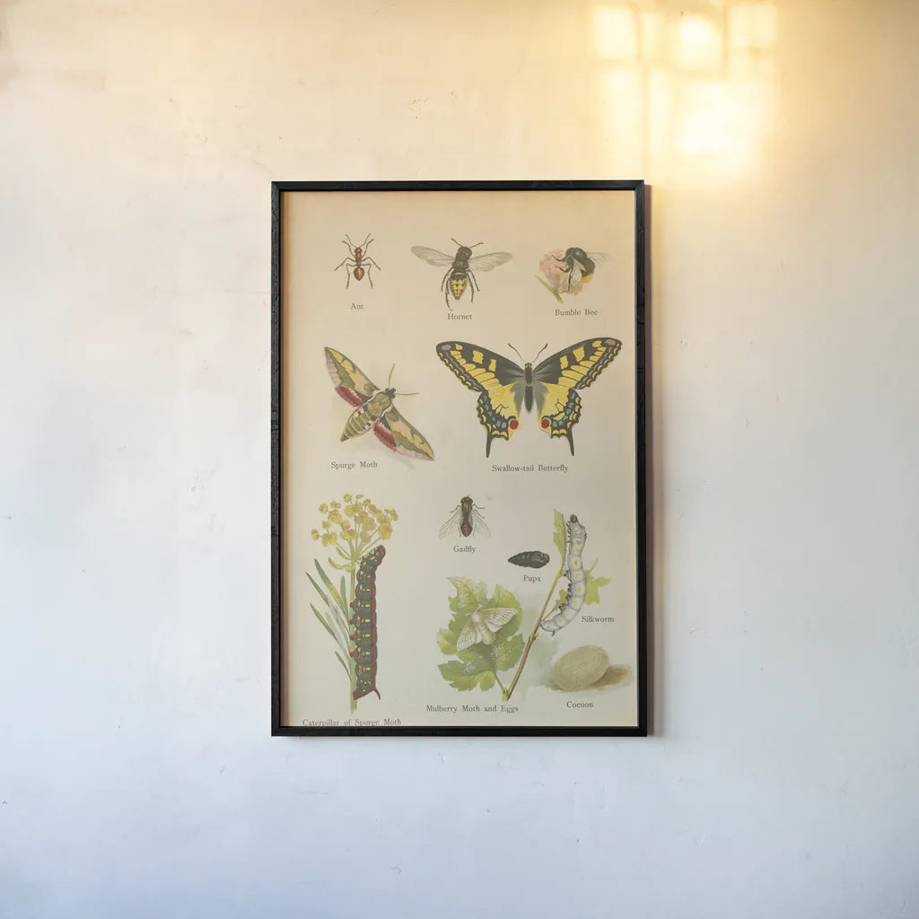 Natural History Book VI by Wild Apple Portfolio. shown as a paper print in a black flame. Available as a archival giclee rolled canvas, fine art paper, or poster print. SKU 54284h.