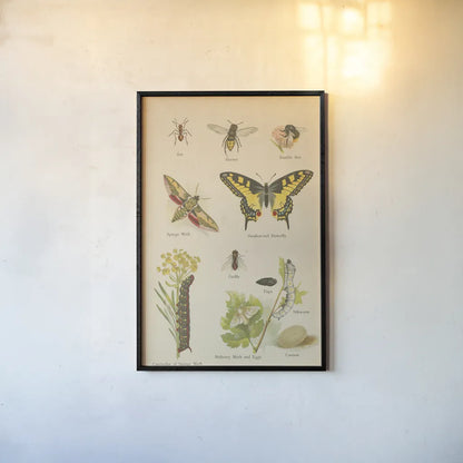 Natural History Book VI by Wild Apple Portfolio. shown as a paper print in a black flame. Available as a archival giclee rolled canvas, fine art paper, or poster print. SKU 54284h.