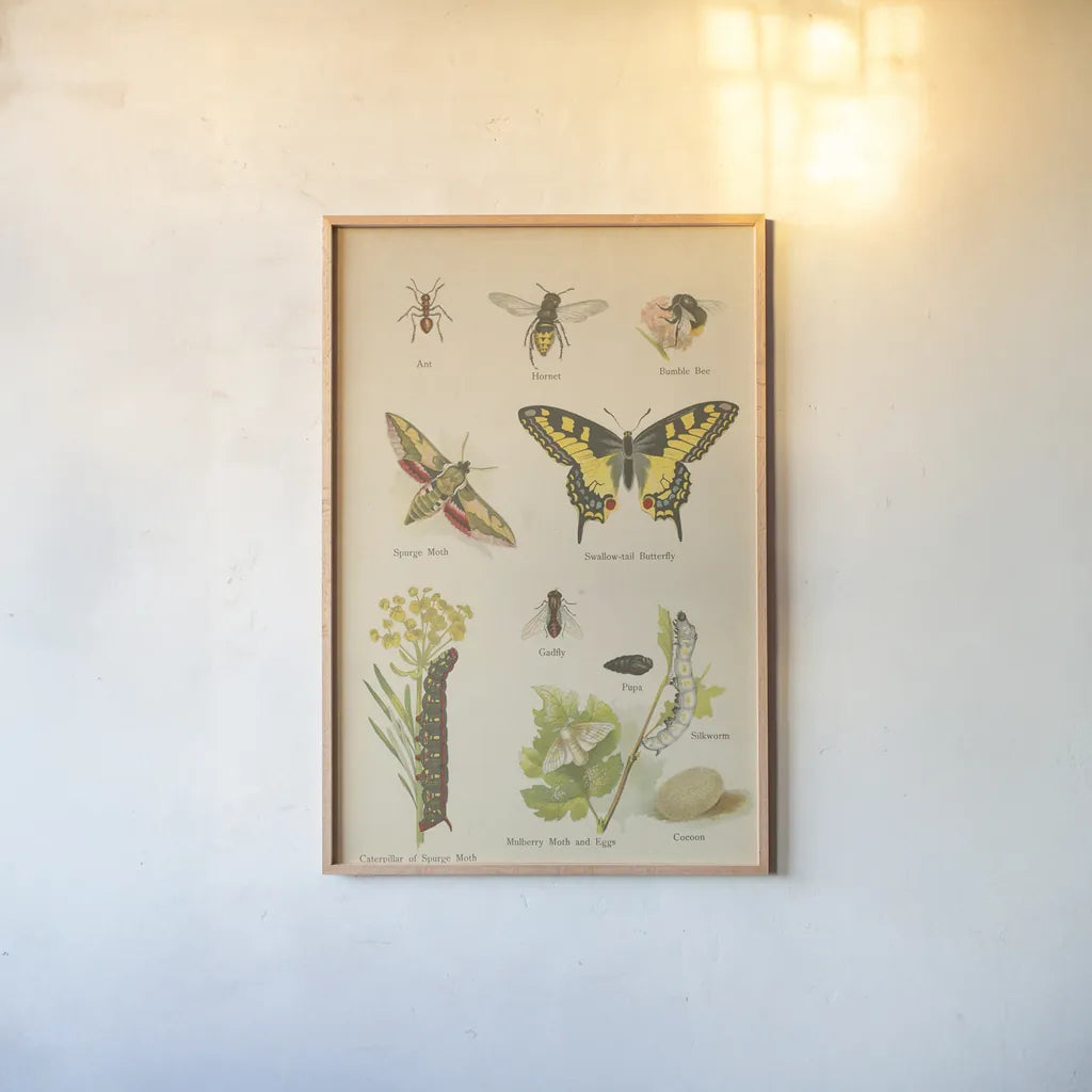 Natural History Book VI by Wild Apple Portfolio. shown as a paper print in a natural frame. Available as a archival giclee rolled canvas, fine art paper, or poster print. SKU 54284h.