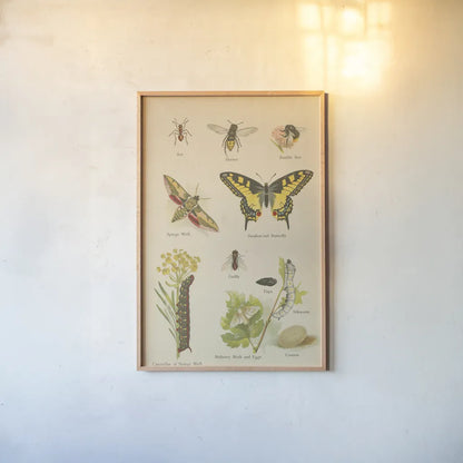 Natural History Book VI by Wild Apple Portfolio. shown as a paper print in a natural frame. Available as a archival giclee rolled canvas, fine art paper, or poster print. SKU 54284h.