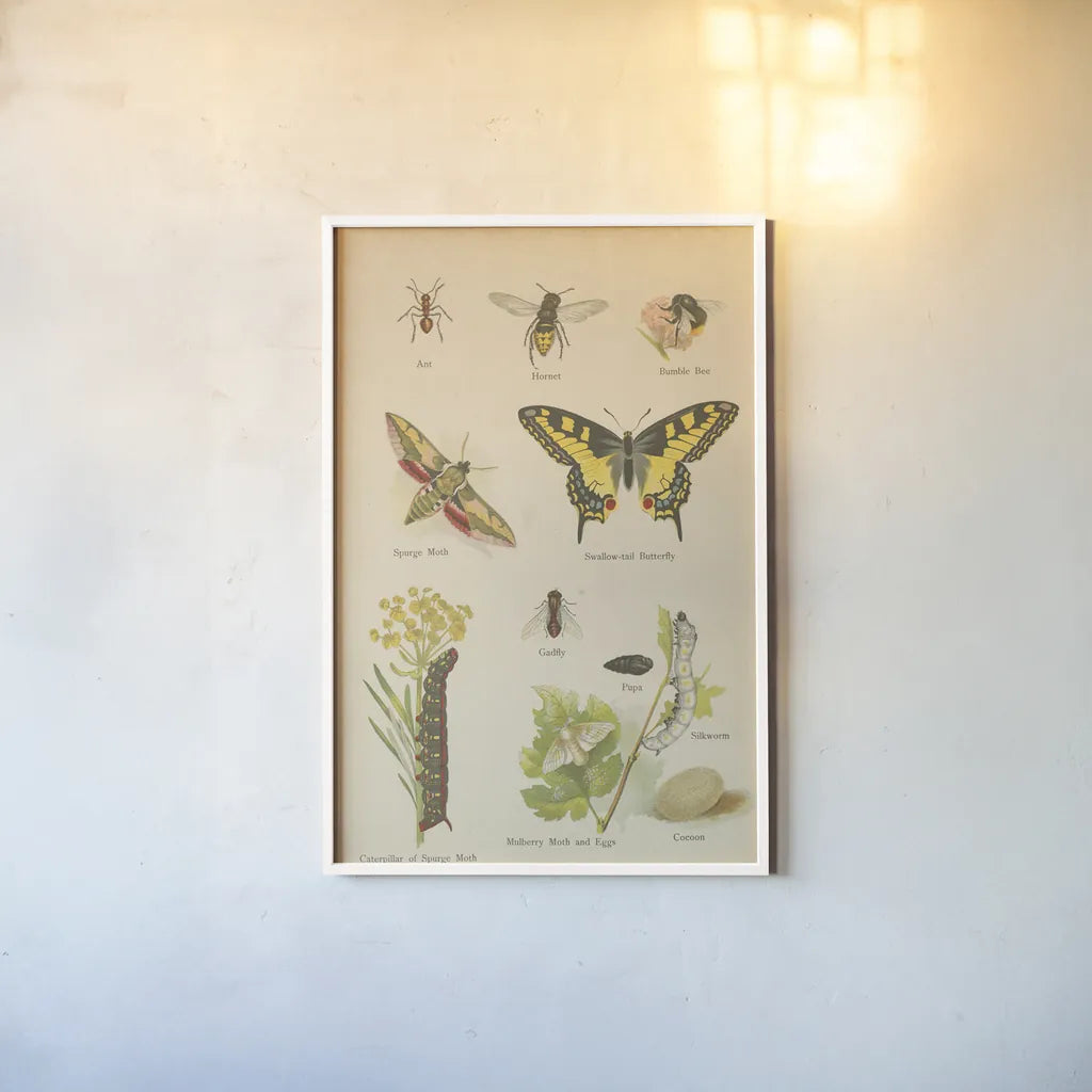 Natural History Book VI by Wild Apple Portfolio. shown as a paper print in a white frame. Available as a archival giclee rolled canvas, fine art paper, or poster print. SKU 54284h.