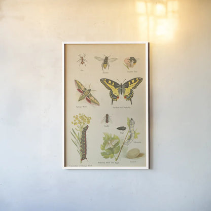 Natural History Book VI by Wild Apple Portfolio. shown as a paper print in a white frame. Available as a archival giclee rolled canvas, fine art paper, or poster print. SKU 54284h.