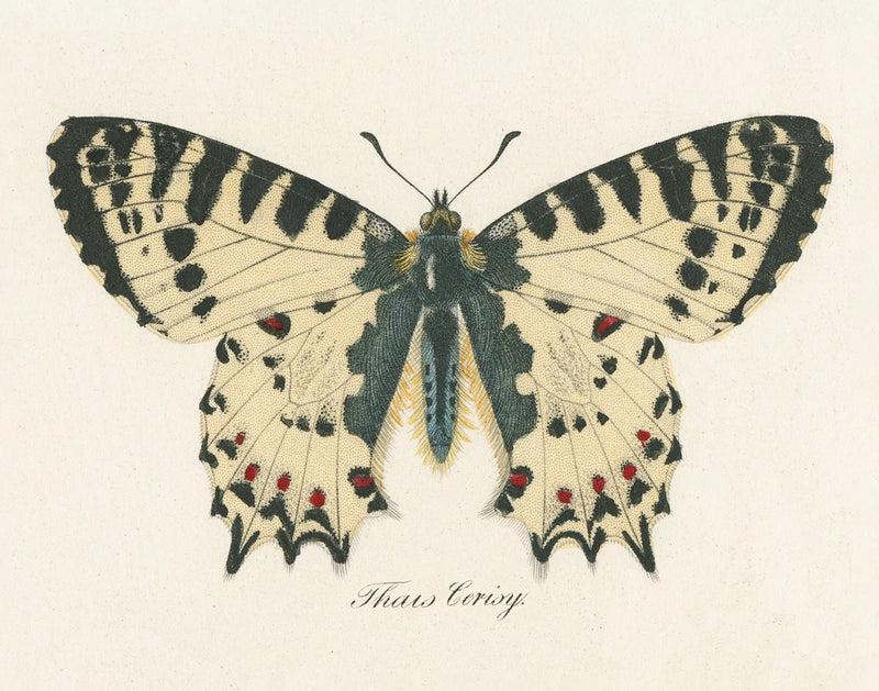 Natures Butterfly I by Wild Apple Portfolio