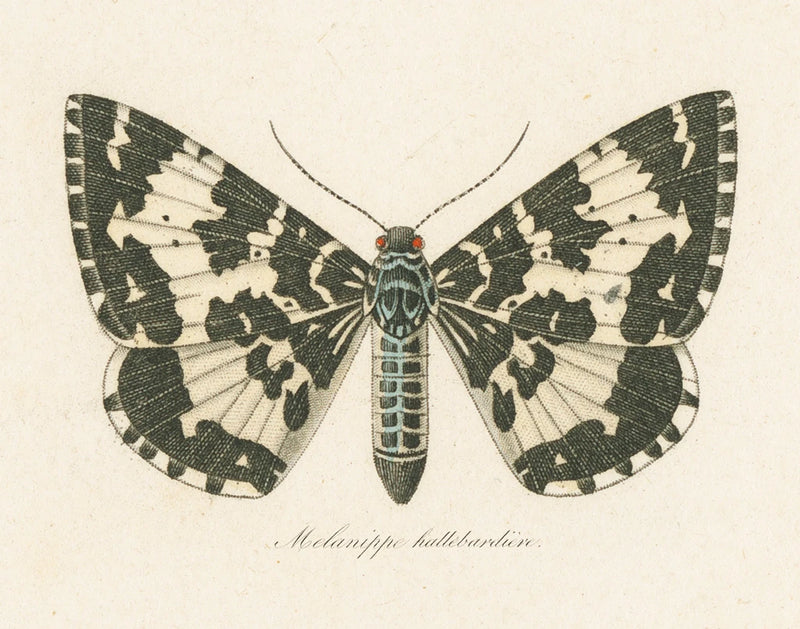 Natures Butterfly II by Wild Apple Portfolio